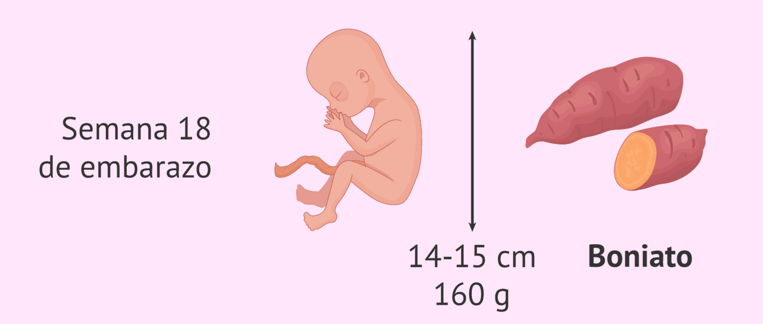 Semana 18 de embarazo: ¿Cuánto mide el bebé? Consejos para la madre