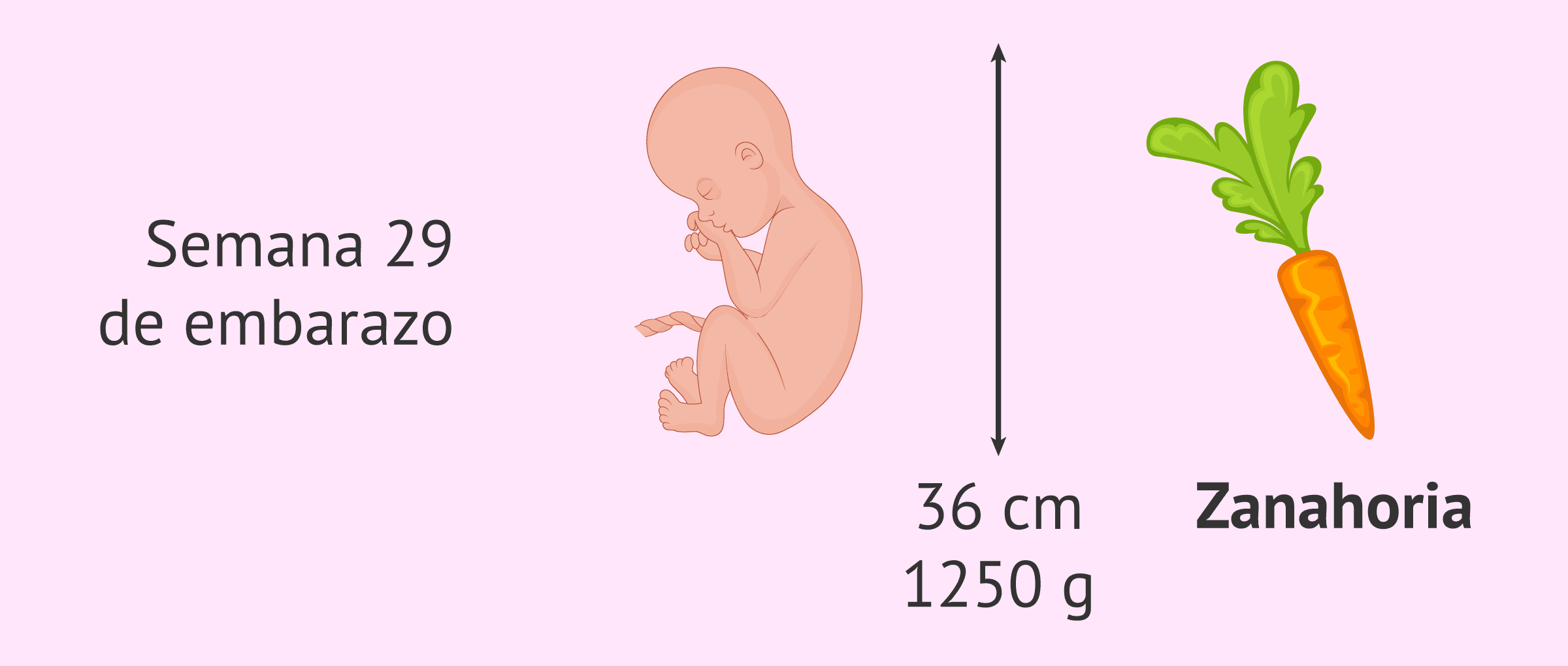 ¿Cuánto mide el feto en la semana 29?