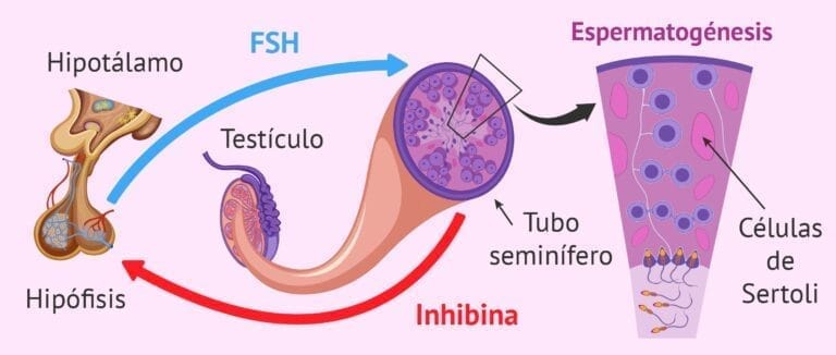Hormona FSH: ¿cuáles son sus funciones y valores normales?