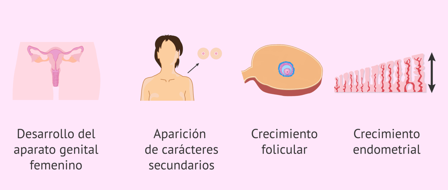 Hormonas sexuales masculinas y femeninas - ¿Qué funciones tienen?