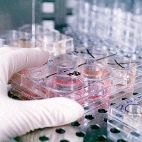 La Fundación IVI a logrado el aislamiento de las células madre maduras dentro del endometrio
