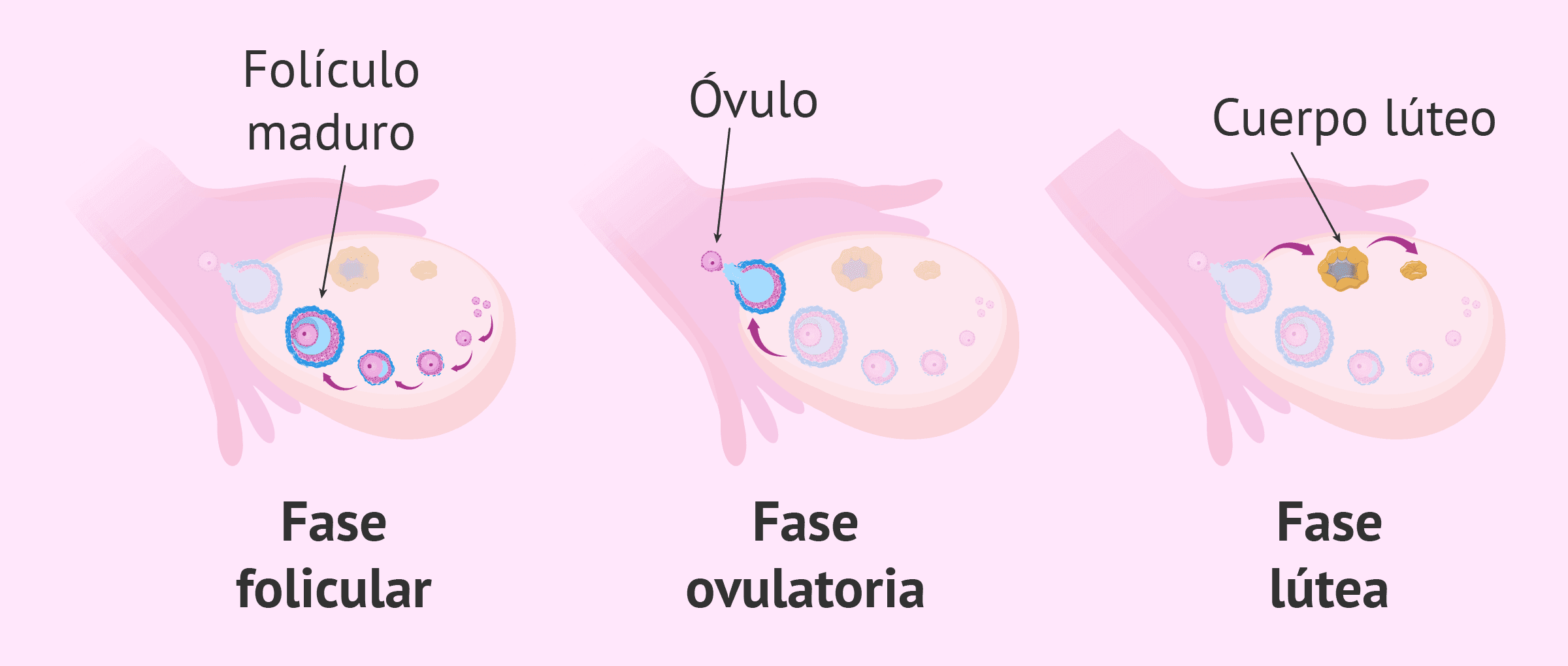  Cu les Son Y Qu Ocurre En Las Distintas Fases De La Ovulaci n 