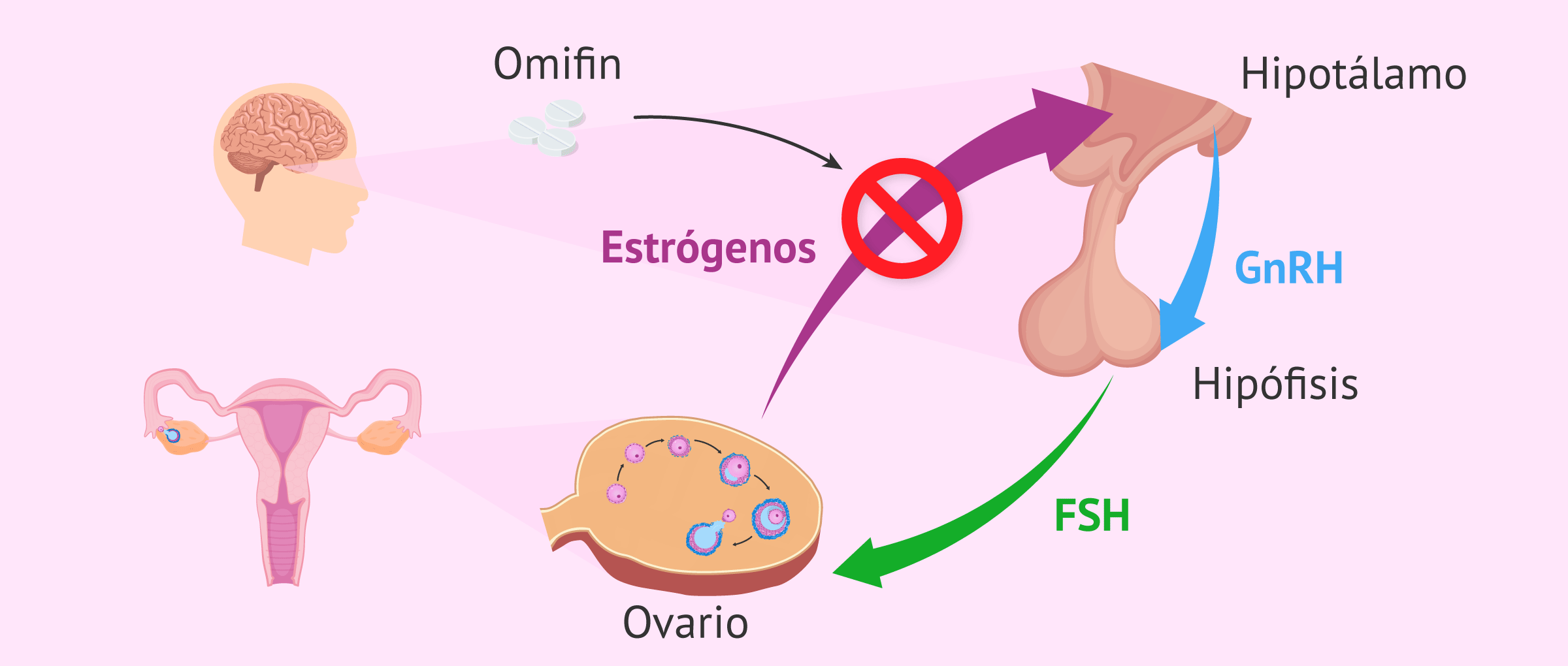 Como subir los estrógenos