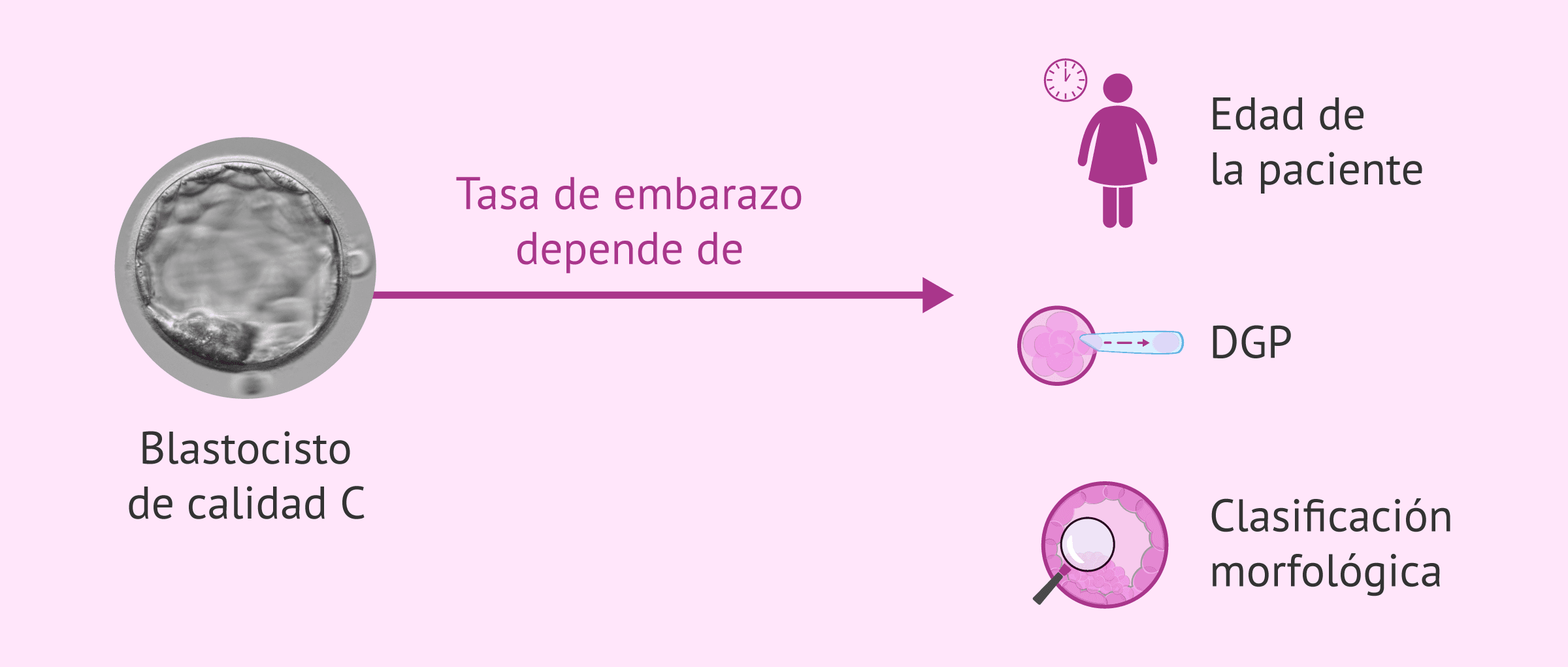 El cultivo largo de embriones y la clasificación de blastocistos