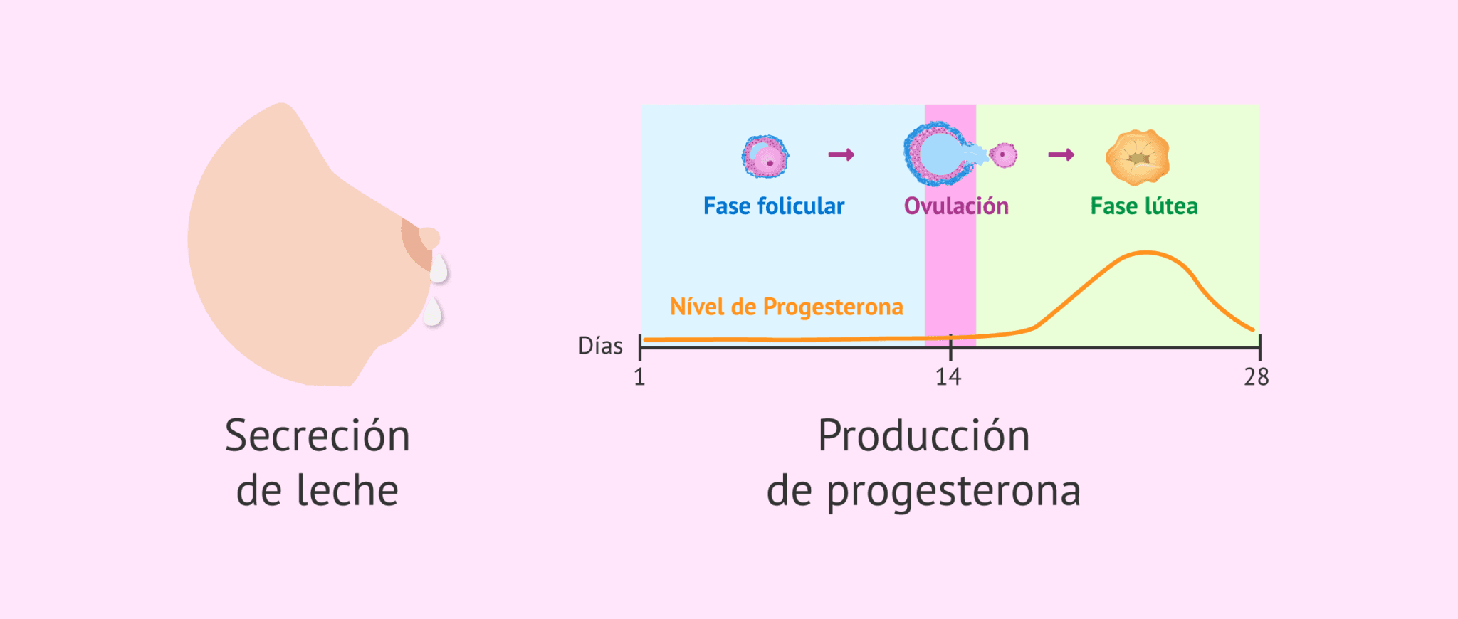 Qu Es La Prolactina qu-es-la-prolactina