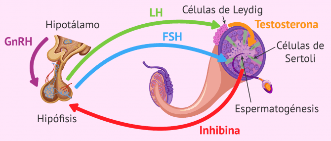 ¿Cómo se forman los espermatozoides? - Fases de la espermatogénesis