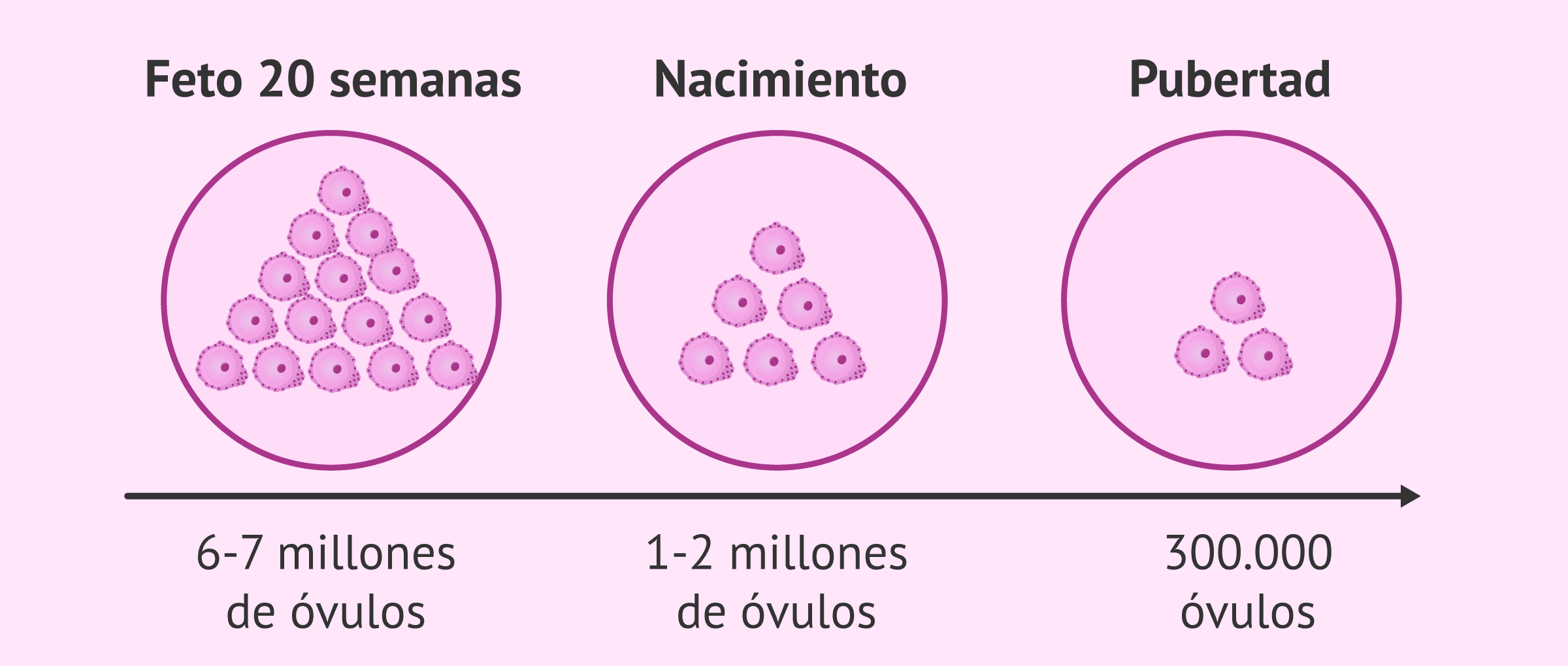 ¿Cómo se van agotando los óvulos a lo largo de la vida?