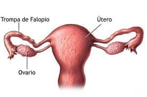 Se han analizado casos de tumor de ovario para determinar si tienen causas genéticas