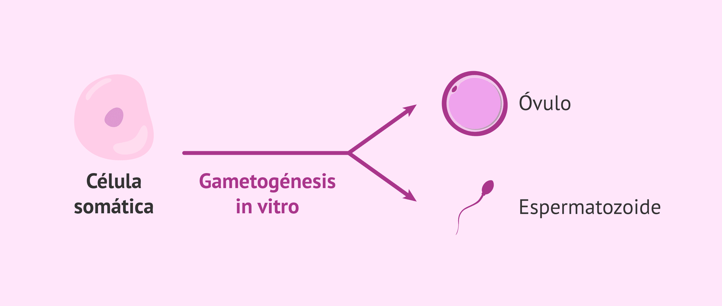 Los últimos grandes avances científicos en reproducción asistida