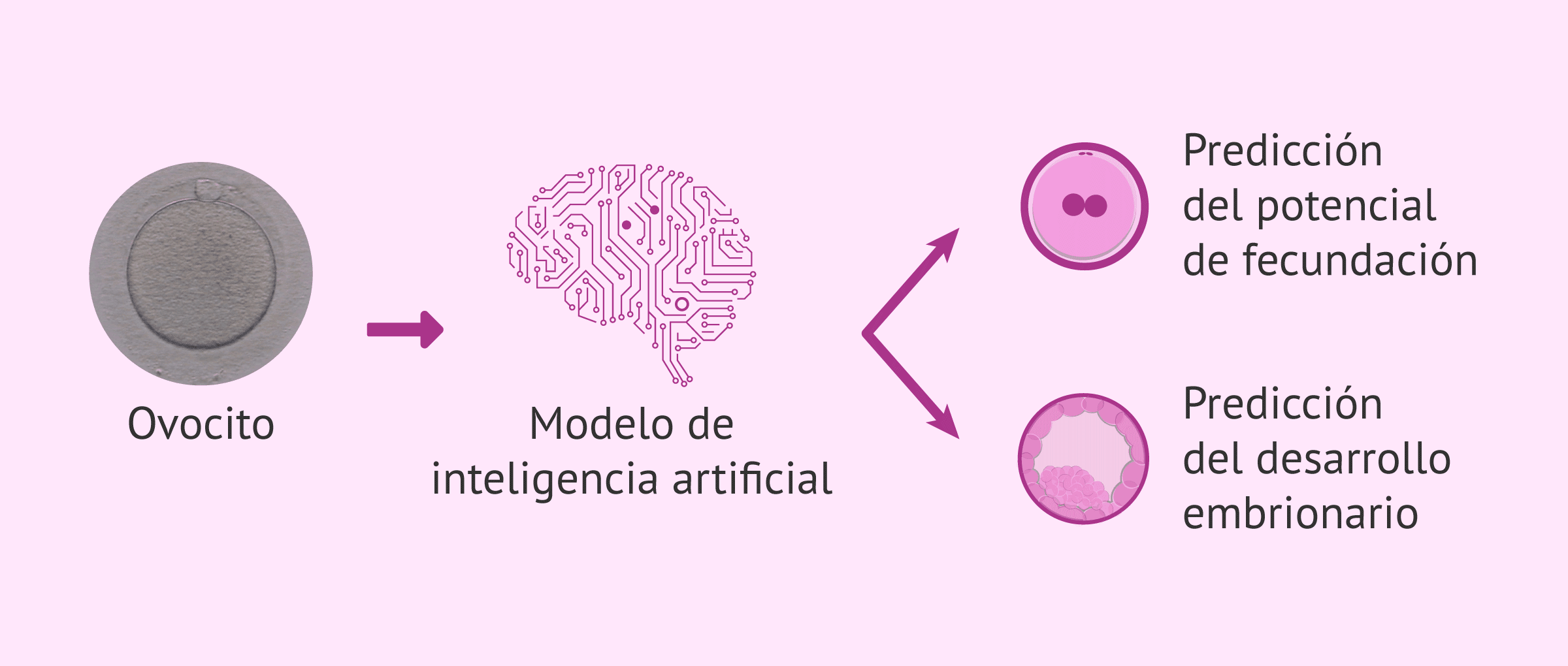 Imagen: ¿Qué información puede aportar la IA para la selección de óvulos?