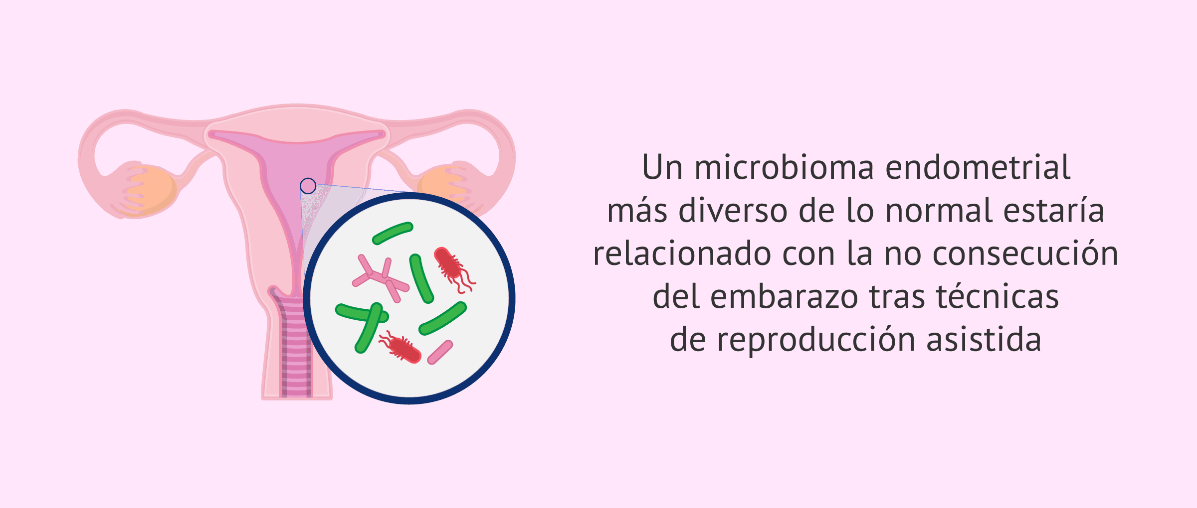 Imagen: ¿Cómo el microbioma endometrial puede influir en la implantación embrionaria?