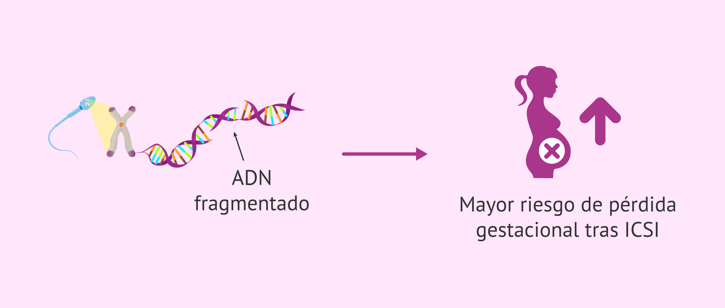 Imagen: Fragmentación del ADN espermático y riesgo de aborto