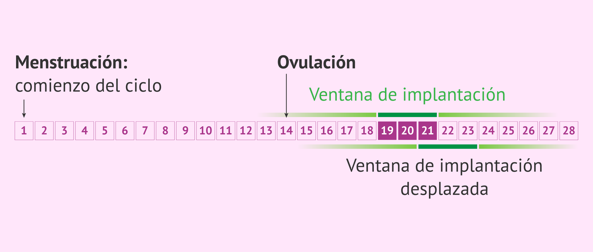 Edad avanzada y Test ERA: ¿Es útil para lograr el embarazo?