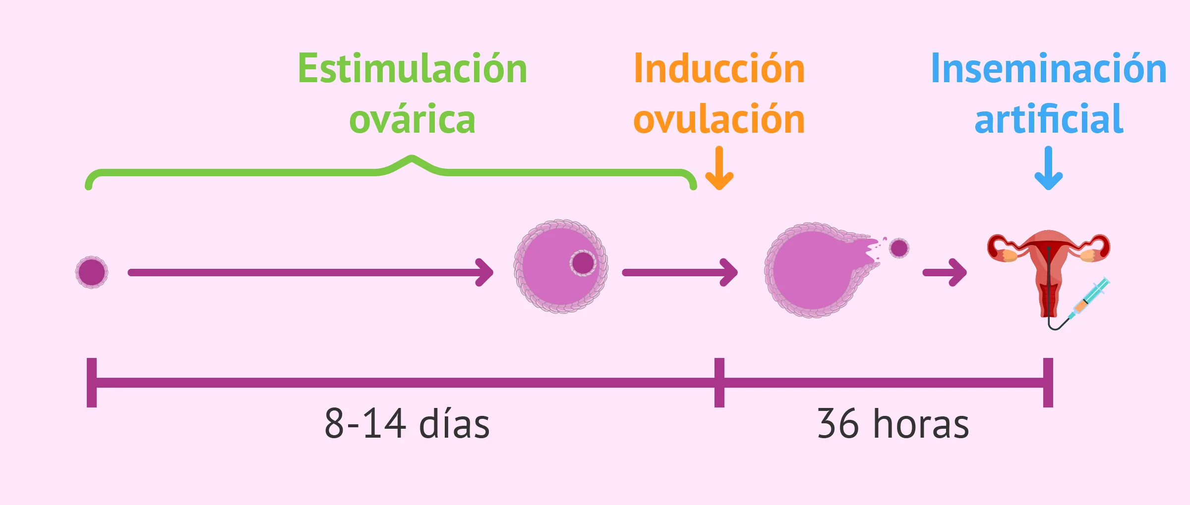 Imagen: La estimulación ovárica en inseminación artificial