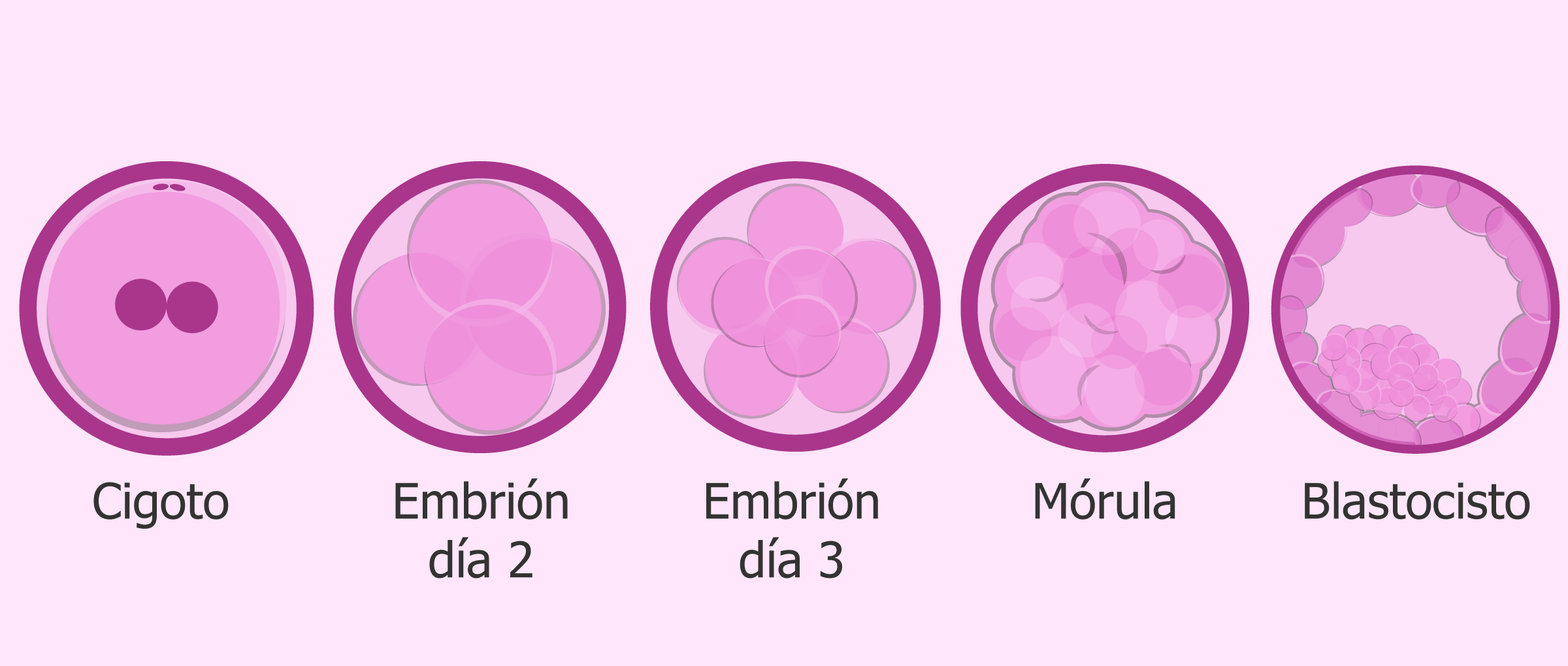 Proceso de segmentación hasta blastocisto