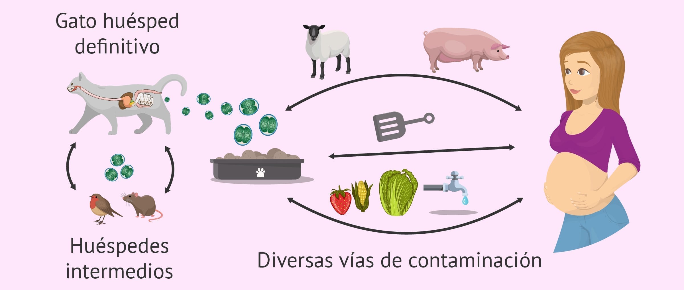 Toxoplasmosis en el embarazo: cuidados especiales y alimentación