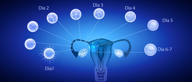 Imagen: Buenos blastocistos, embarazo con éxito