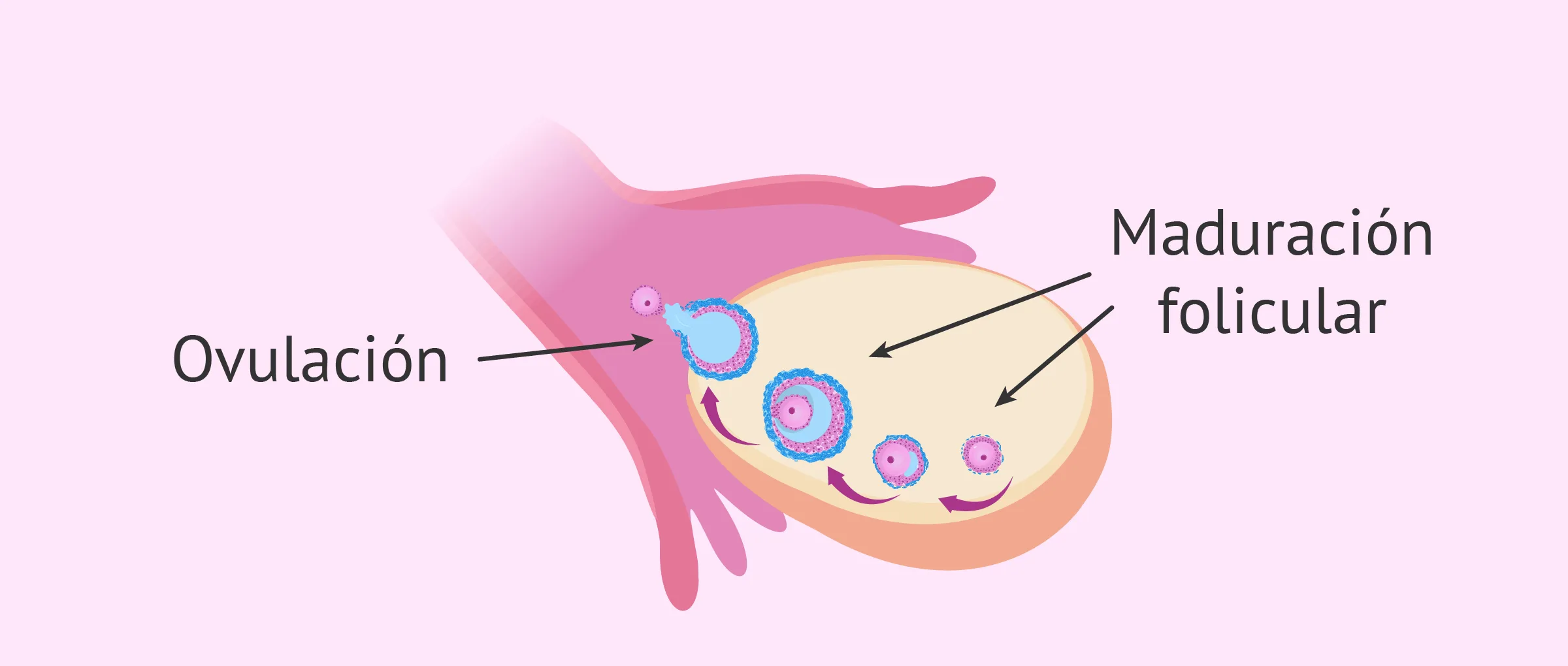 Factor endocrino-ovárico