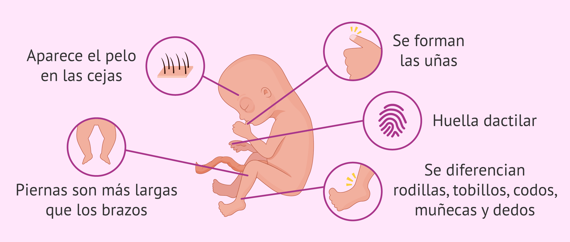Imagen: Principales cambios fetales en la semana 16 de gestación