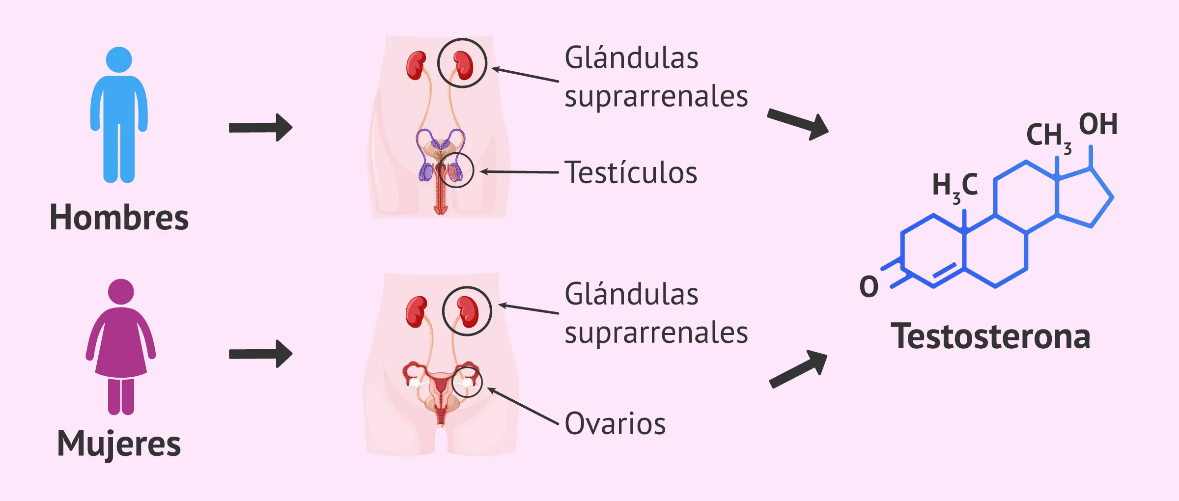 Formación de la testosterona