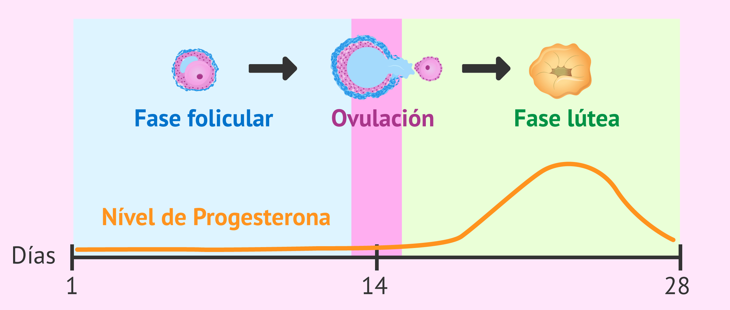 Hormona progesterona: funciones, valores normales y medicamentos