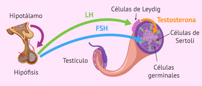 Imagen: Desórdenes endocrinos espermatogénesis