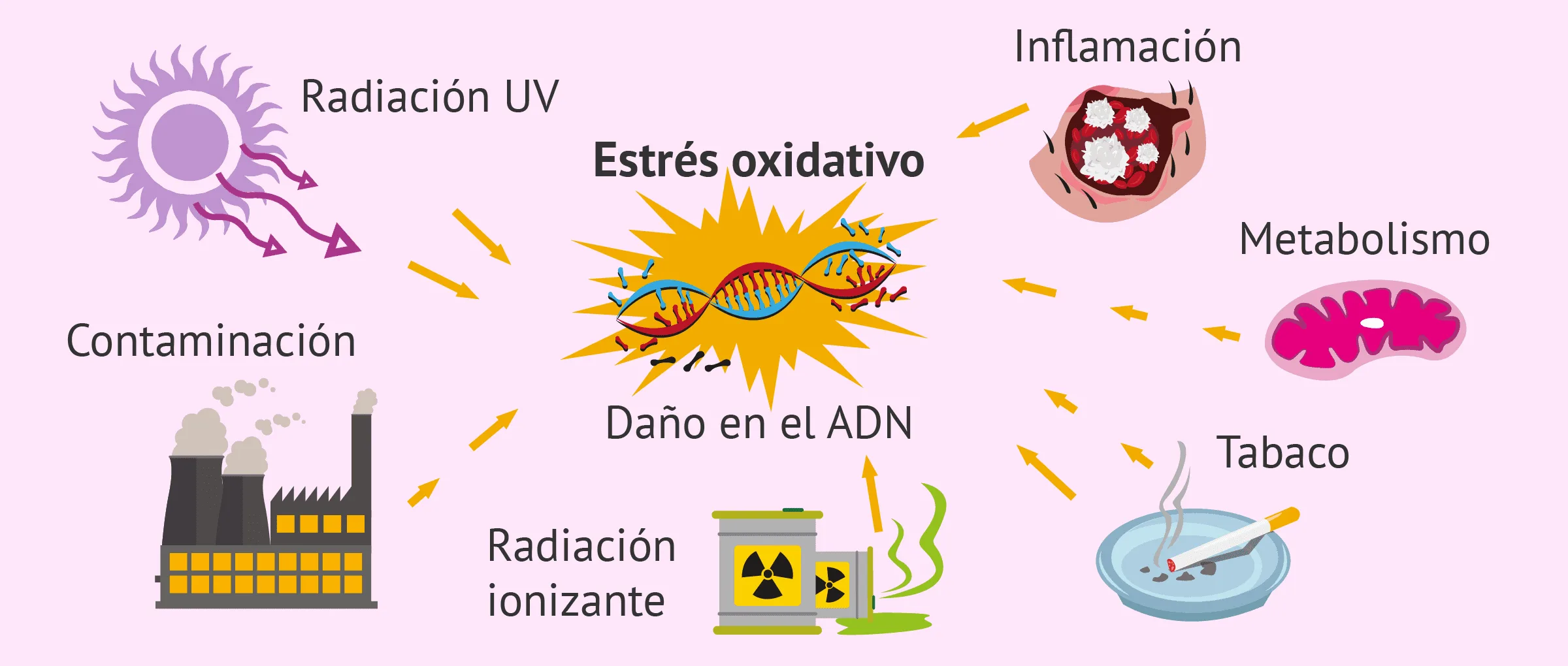 Qu son los antioxidantes y cmo afectan a la calidad del semen? Qu son los antioxidantes y cmo afectan a la calidad del semen?