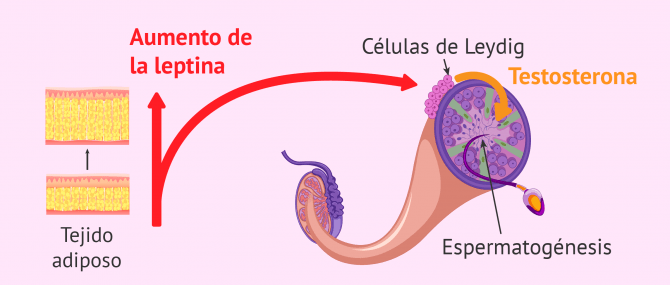 Imagen: Valores hormonales con sobrepeso