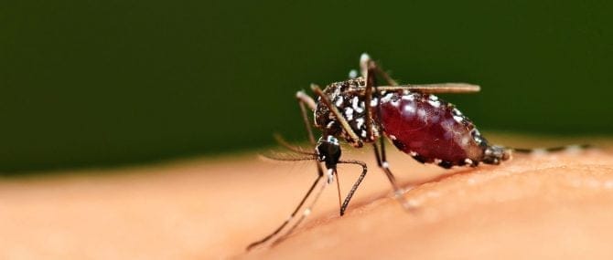 Imagen: Prevenir la malaria durante el embarazo