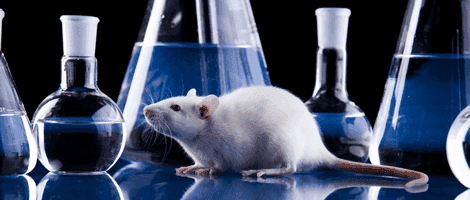 Las ratas que han sido madres son más inteligentes