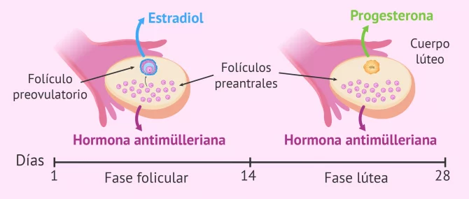 Imagen: Hormonas sexuales liberadas por el ovario