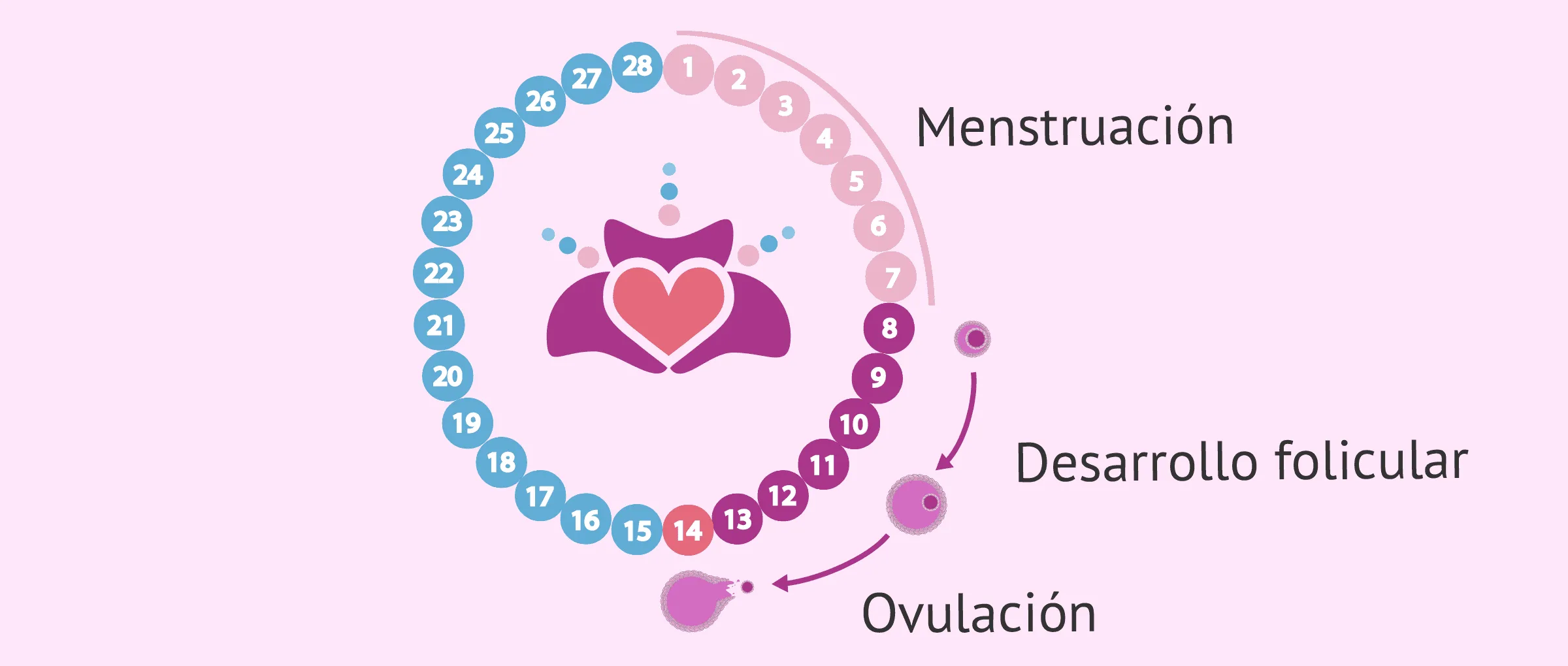 Segunda semana del ciclo menstrual