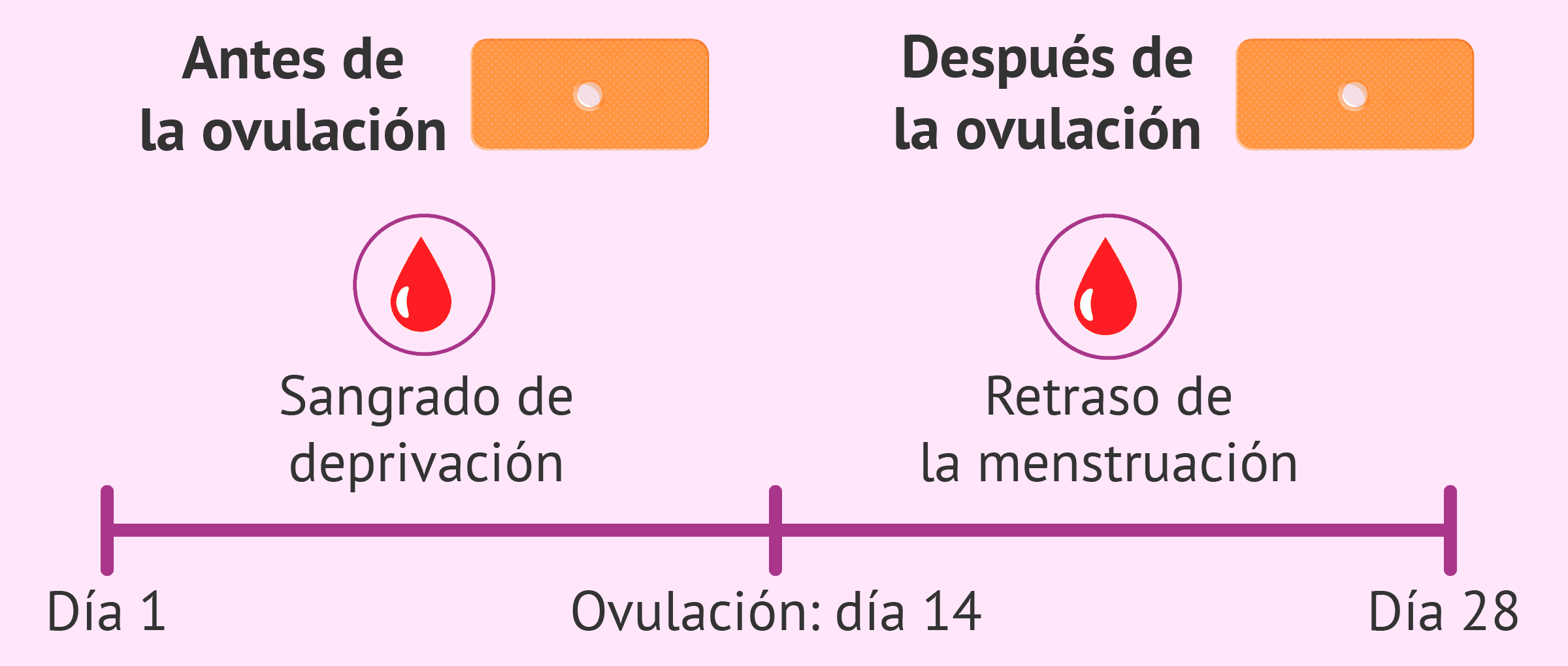 Prueba de embarazo postday deals