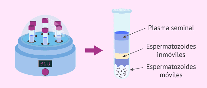 Imagen: Capacitación espermática para IA
