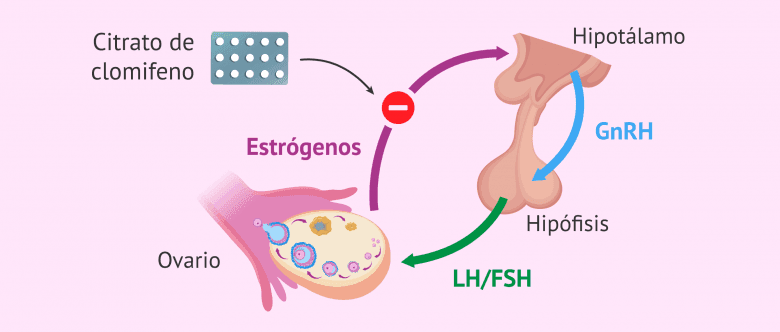 Imagen: ¿Cómo actúa el citrato de clomifeno?