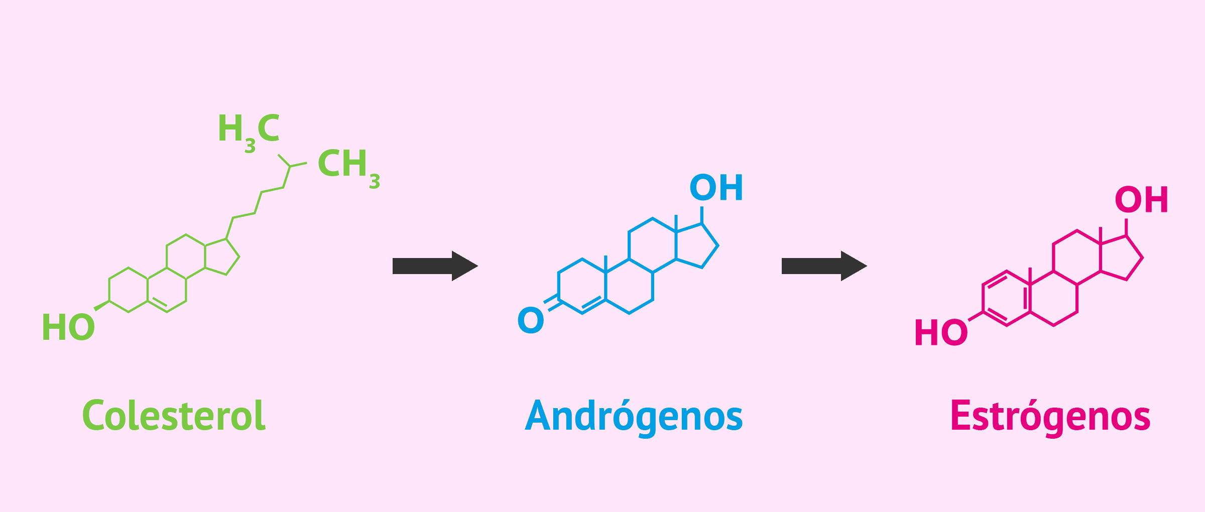 ¿Qué son los estrógenos? - Tipos, funciones y fármacos