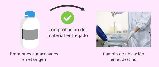 Imagen: Comprobación de los embriones recibidos en el centro de destino