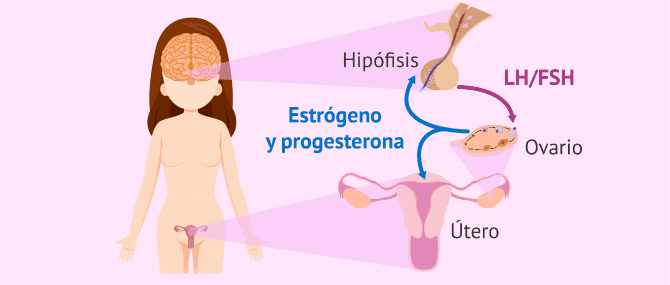 Imagen: Control hormonal del ciclo menstrual