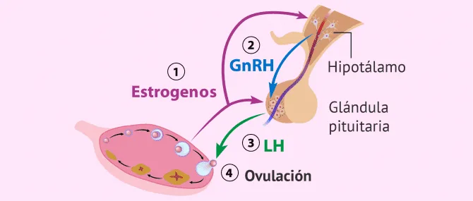 Imagen: Problemas de fertilidad femenina