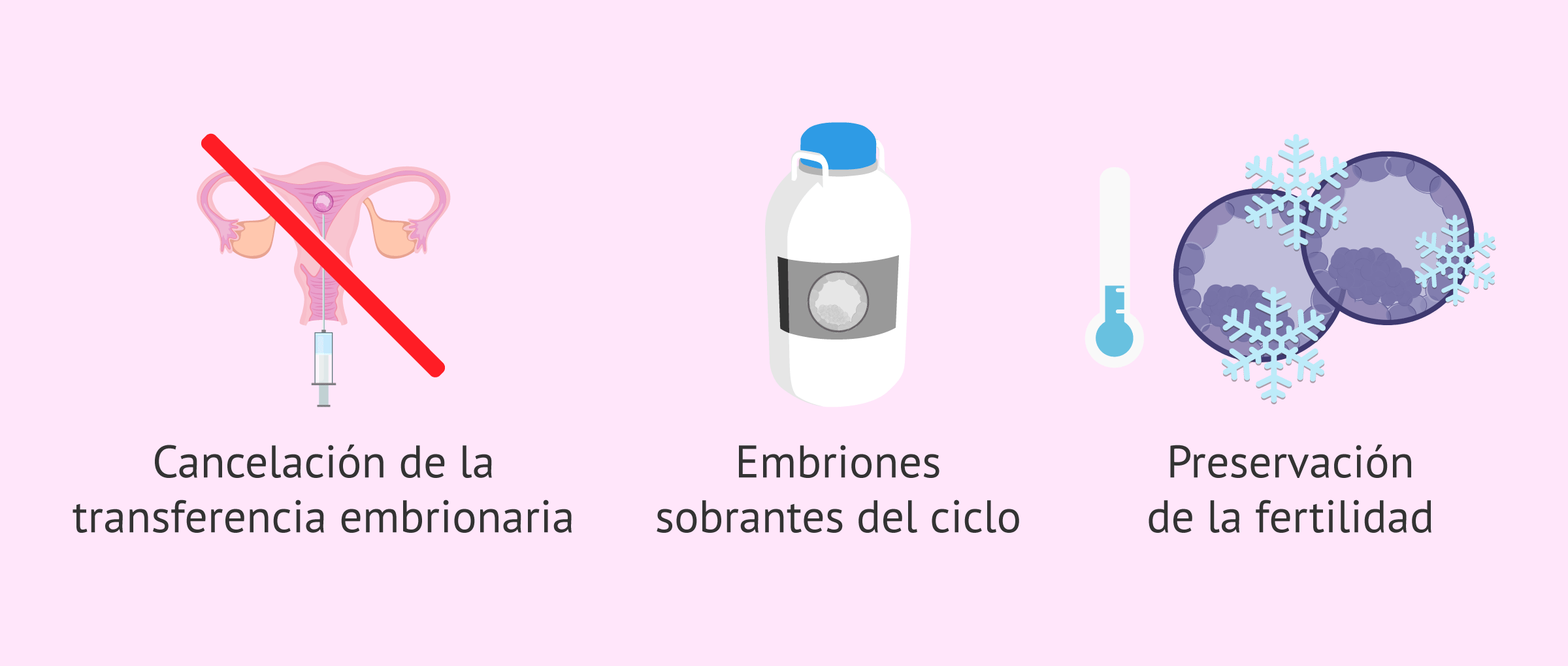 Imagen: ¿Cuándo se vitrifican los embriones?