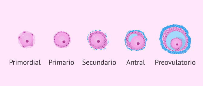 Imagen: Reserva ovárica y folículos primordiales