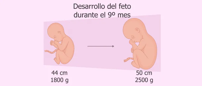 Imagen: ¿Cómo cambie el bebé en el 9.º mes de embarazo?