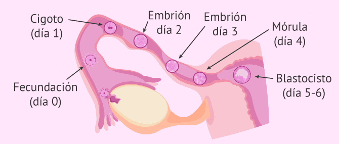 Imagen: Desarrollo embrionario