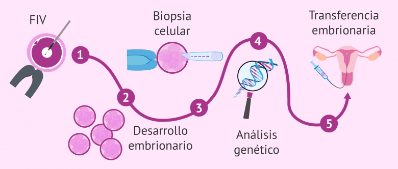 ¿Qué es la biopsia embrionaria y cómo se hace paso a paso?