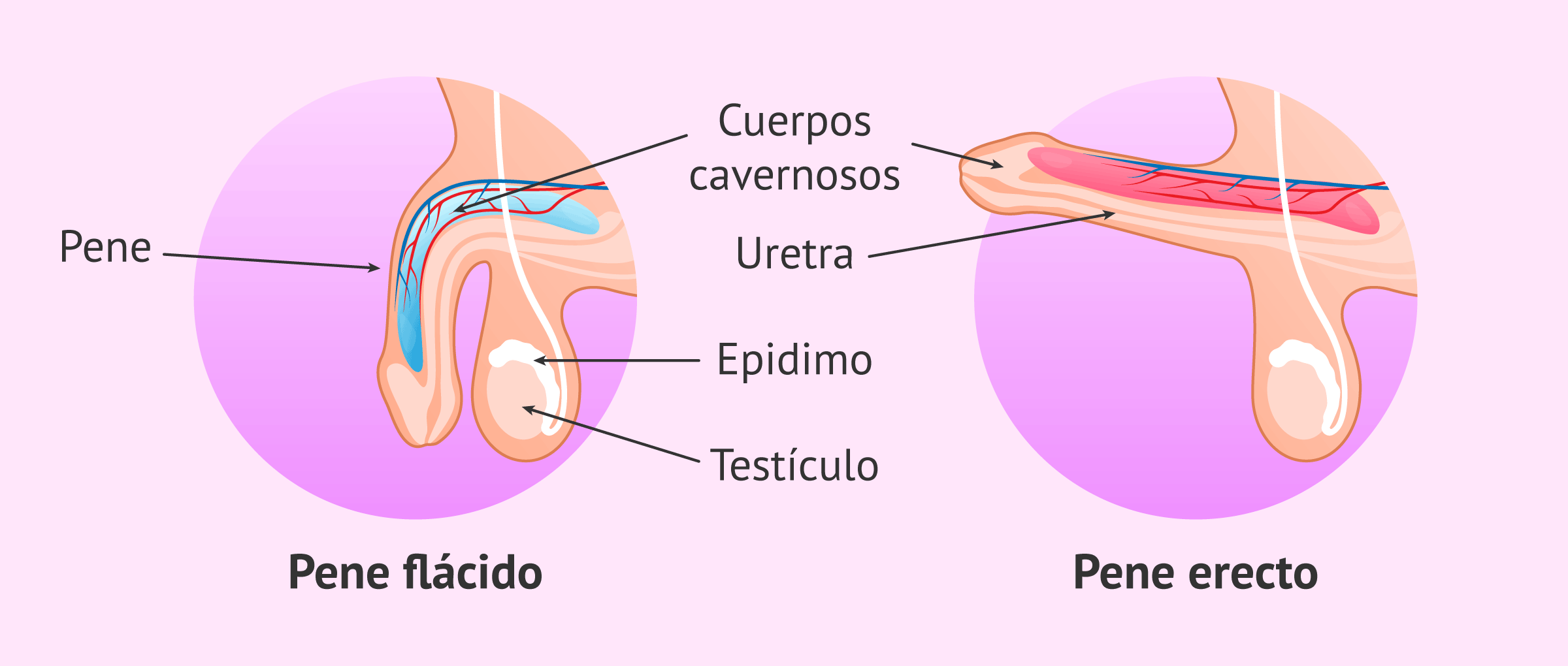 La impotencia sexual