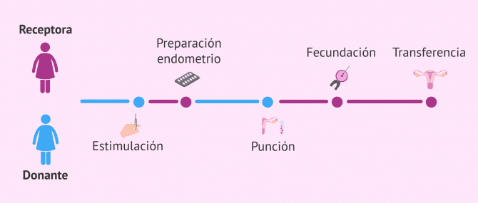Imagen: Donacion-ovulos-fresco-sincronizacion-donante-receptora