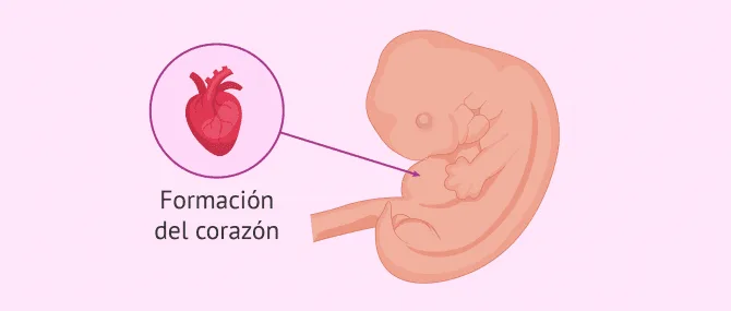 Imagen: Embrión a las 6 semanas de embarazo