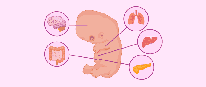 Imagen: Desarrollo del embrión en la semana 7