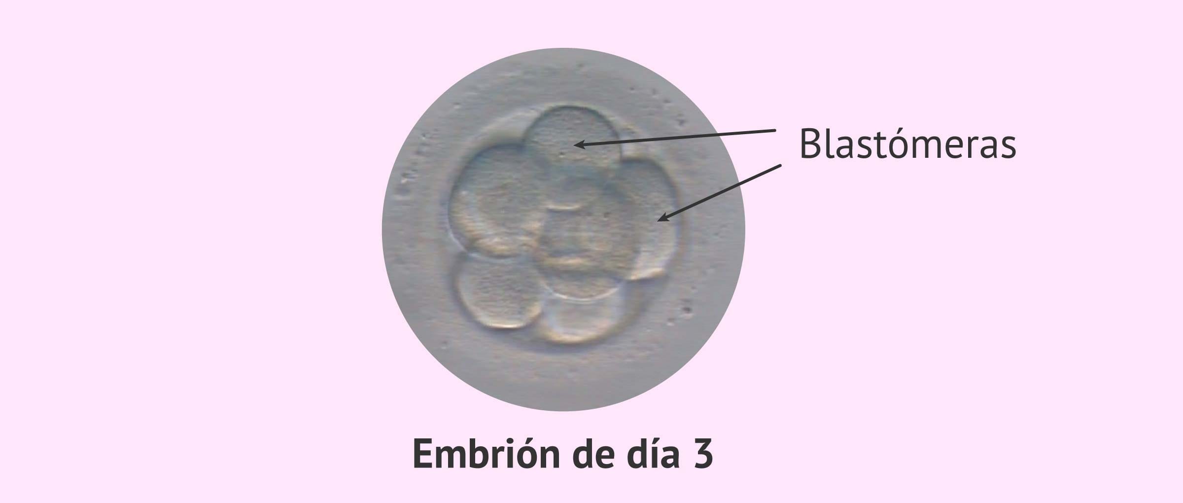 ¿Qué es la blastómera?