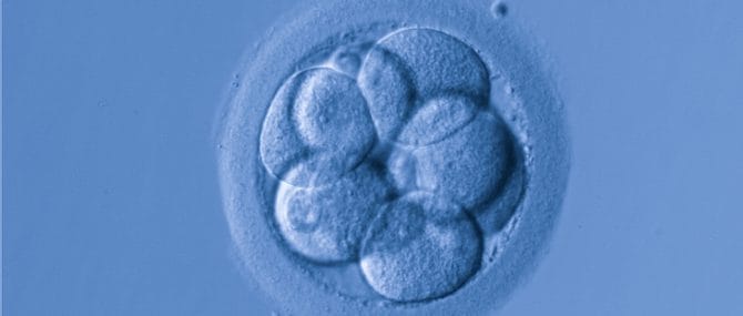 Imagen: Transferencia embrionaria